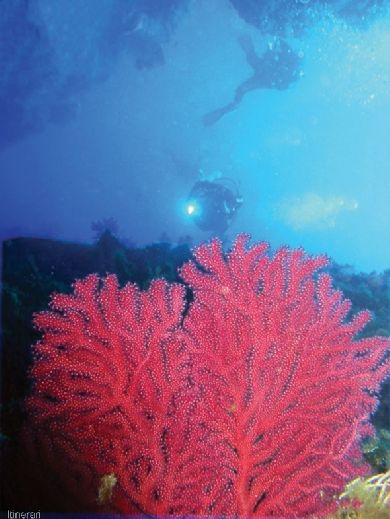 Immersione con corallo