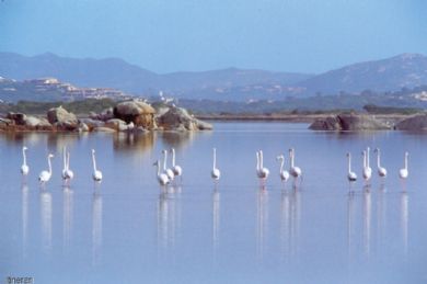 fenicotteri in laguna