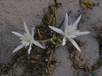 flora in Sardegna